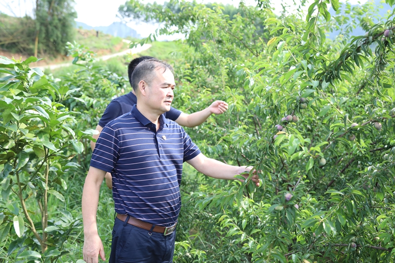 路建集團黨委書記、董事長羅光同志實地調(diào)研豹山村產(chǎn)業(yè)扶貧情況_副本.jpg